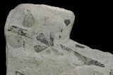Pennsylvanian Fossil Horsetail (Annularia) Plate - Kentucky #137750-2